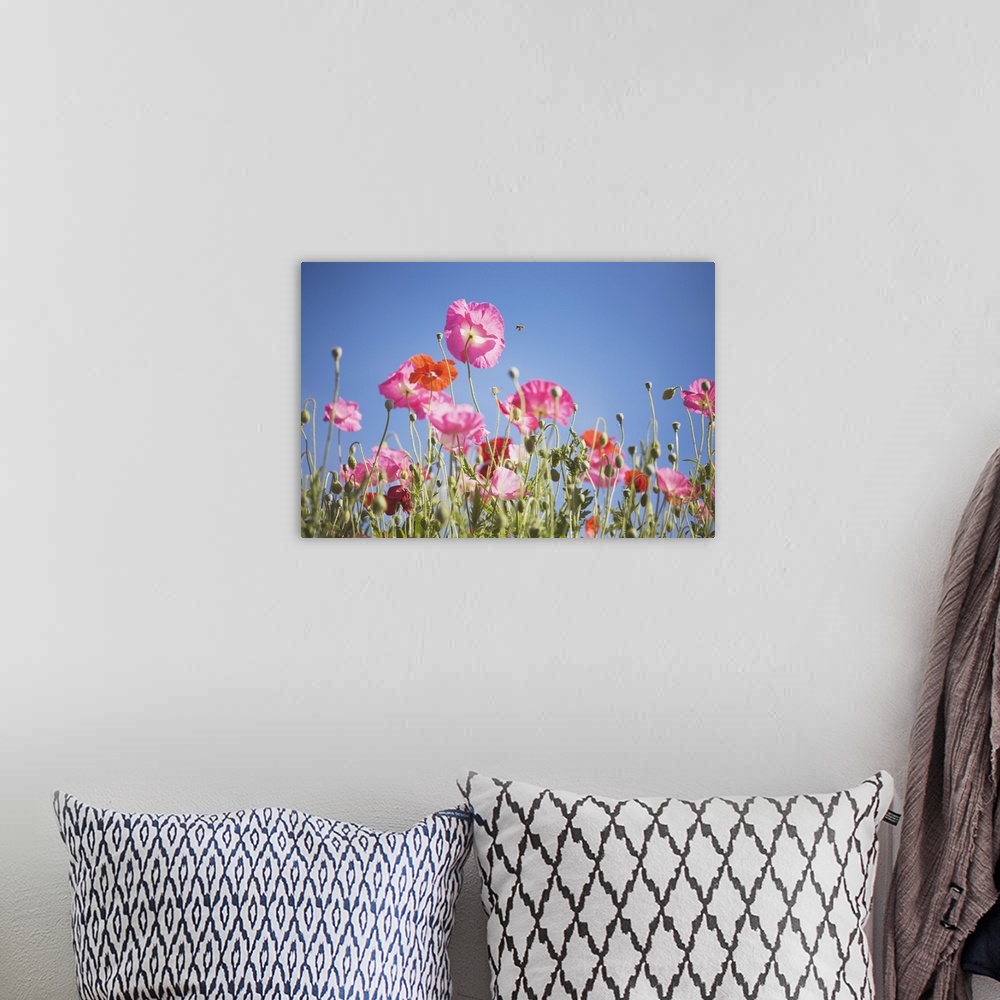 A bohemian room featuring Pink flowers against blue sky