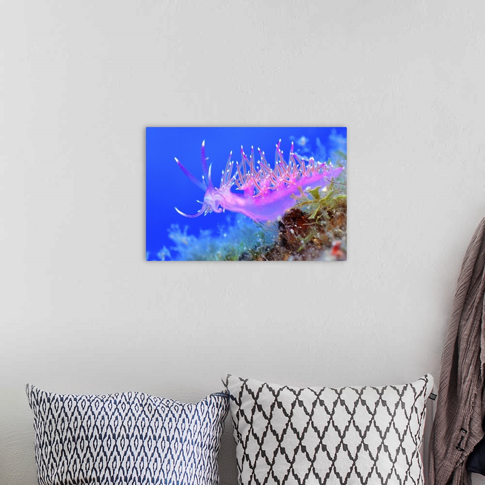 A bohemian room featuring Pink Nudibranch