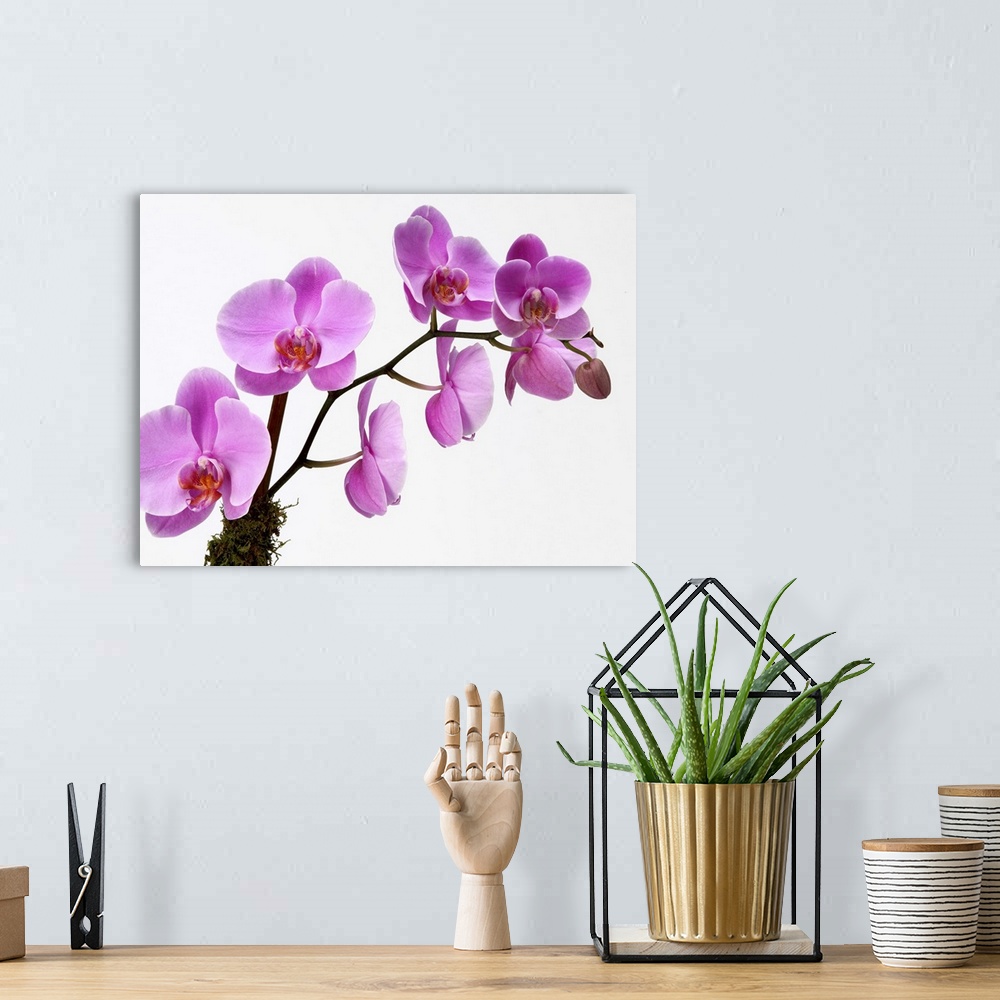 Art, Prints, Big phalaenopsis Great orchid Prints, Canvas Peels Framed Wall Wall | spray Pink Canvas