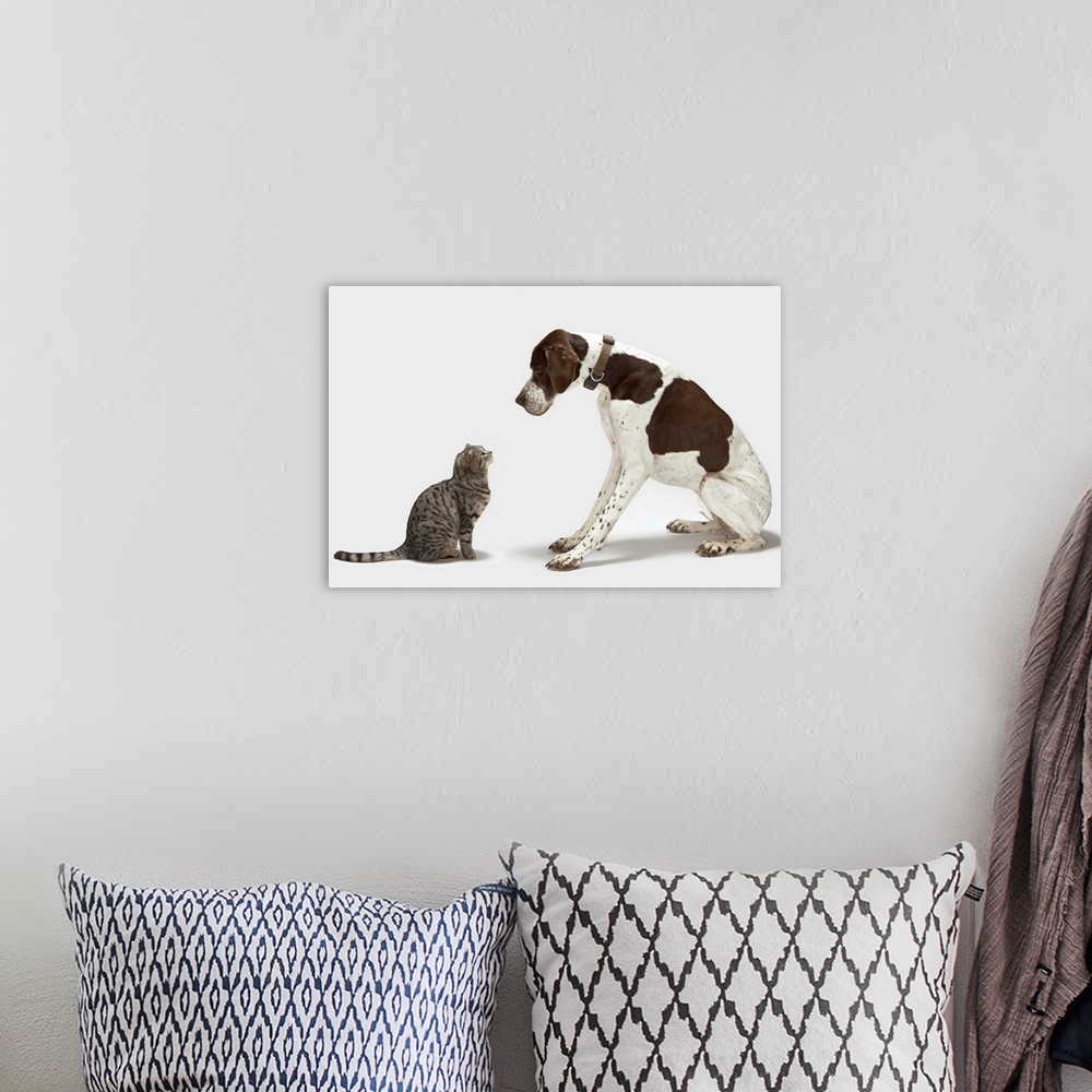 A bohemian room featuring Pointer looking down at cat