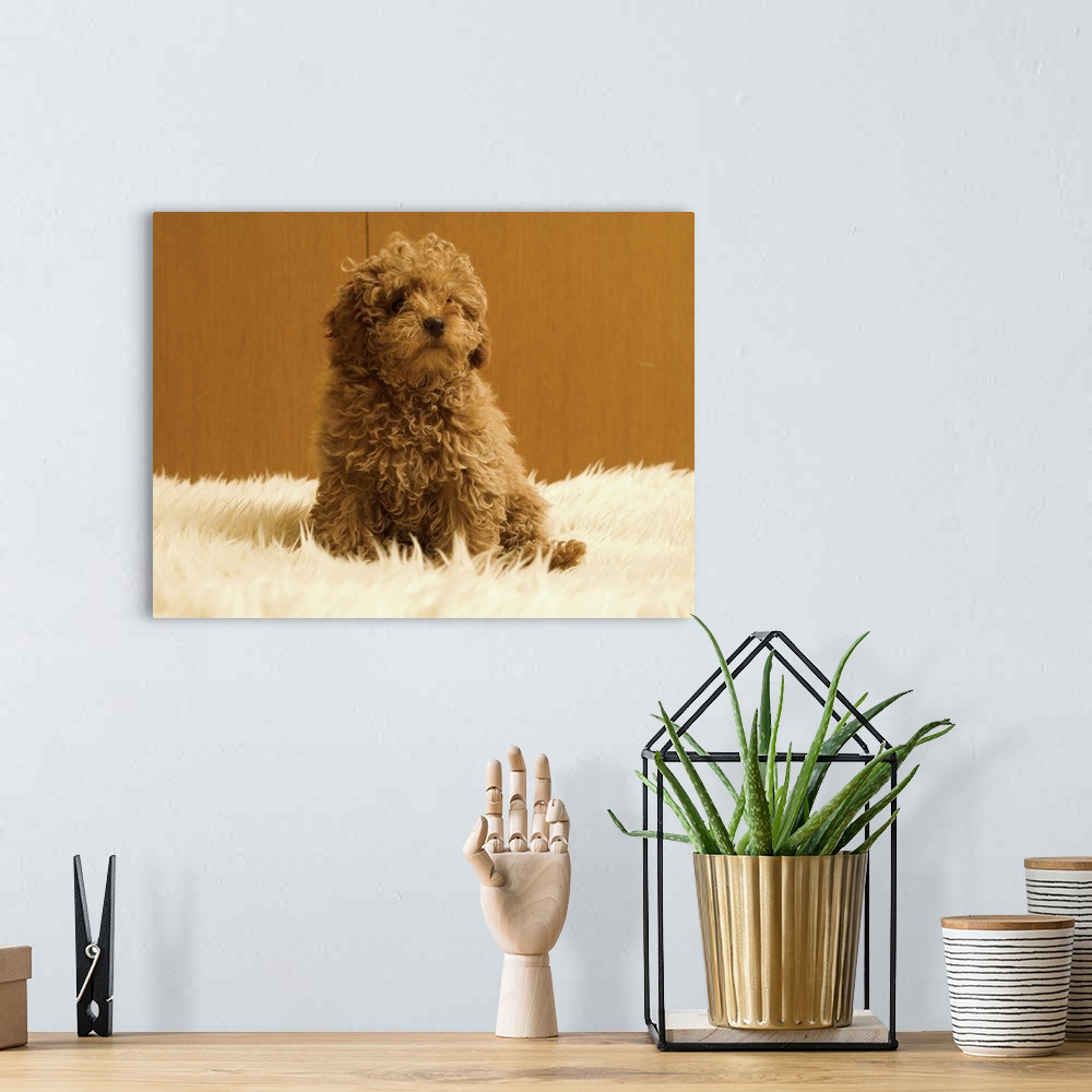 A bohemian room featuring Poodle puppy