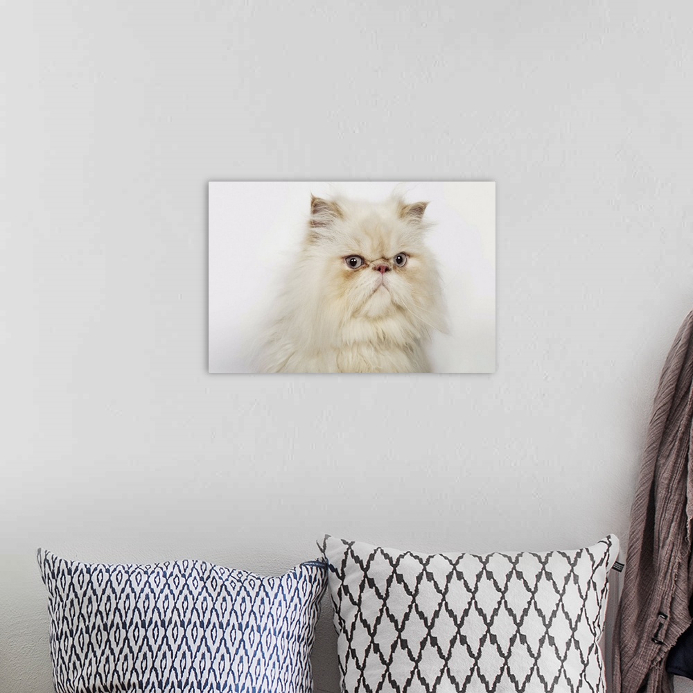 A bohemian room featuring Portrait of a Persian cat