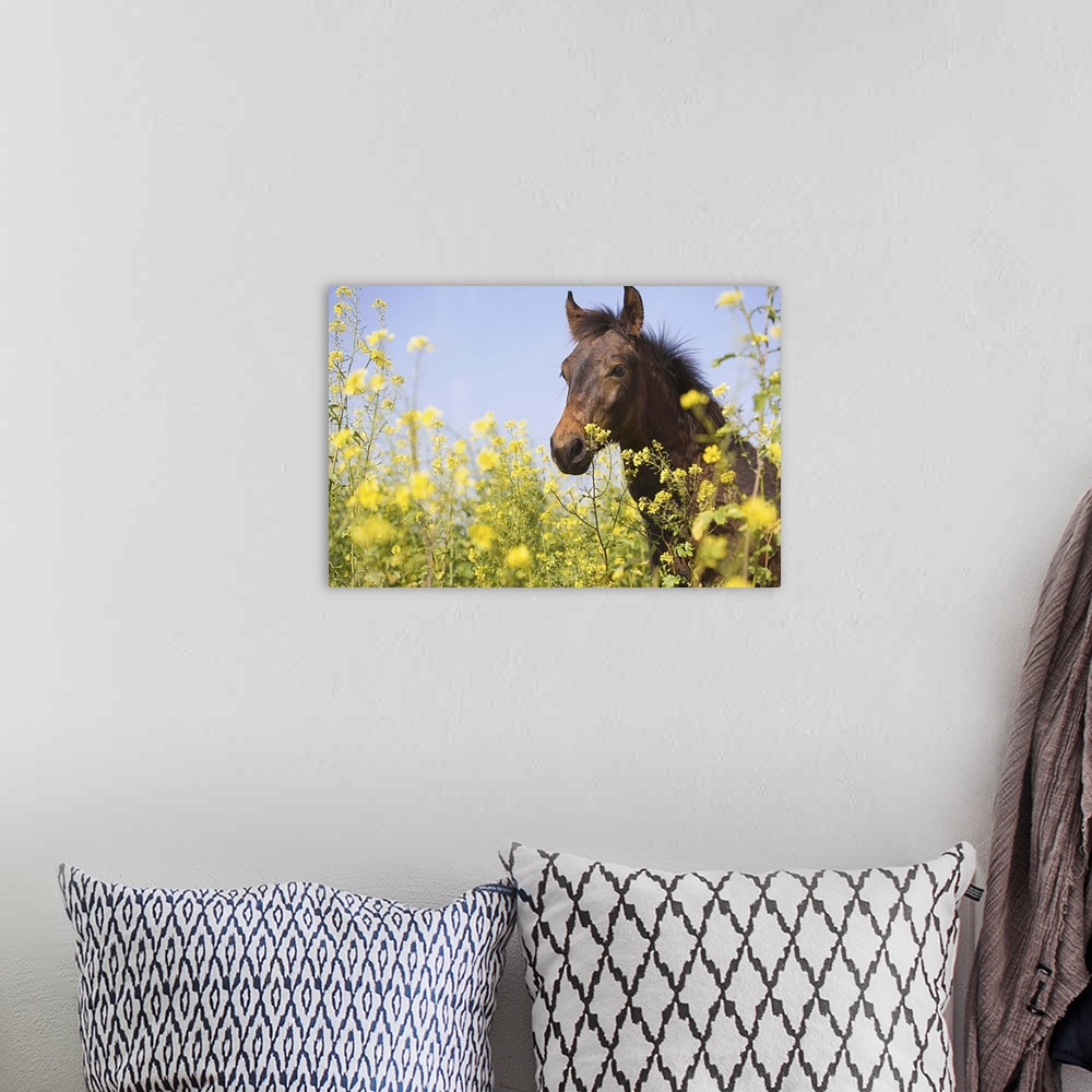 A bohemian room featuring Portrait of brown horse on flower meadow