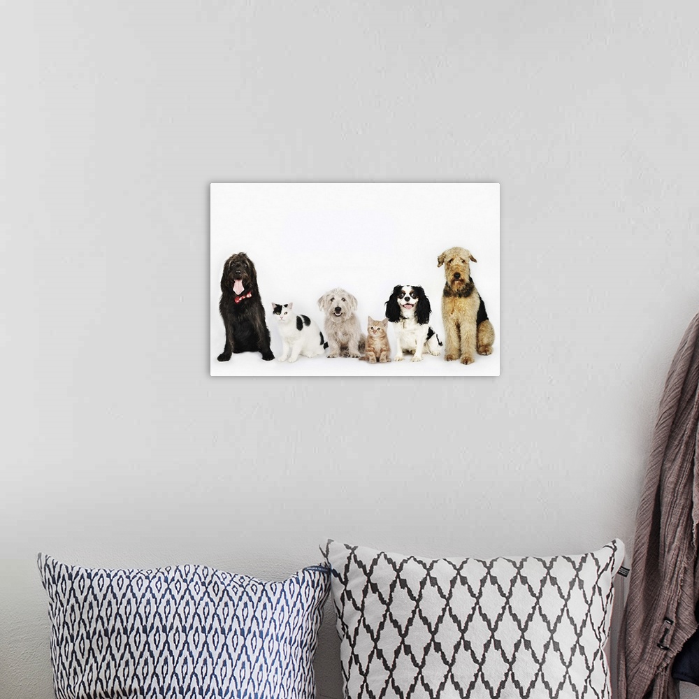 A bohemian room featuring Portrait of cats and dogs sitting together