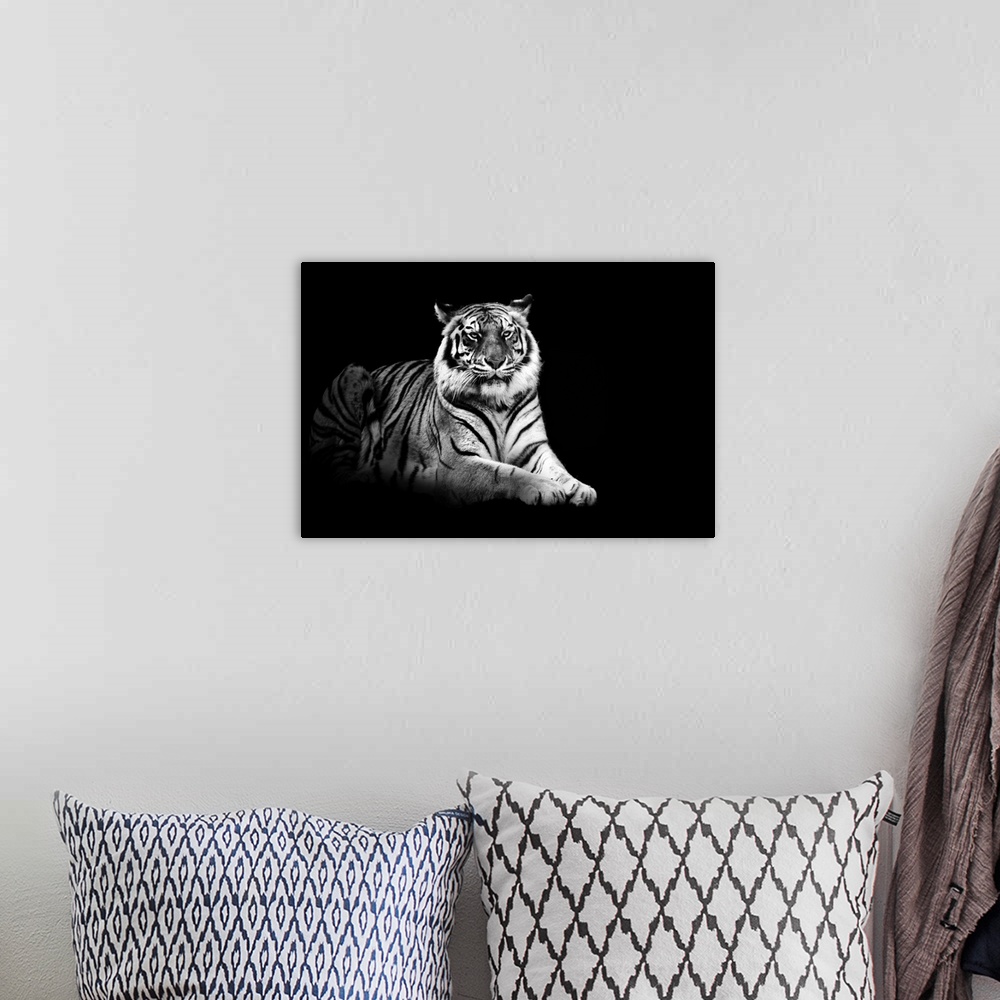 A bohemian room featuring Photograph of wildcat sitting on a dark background.