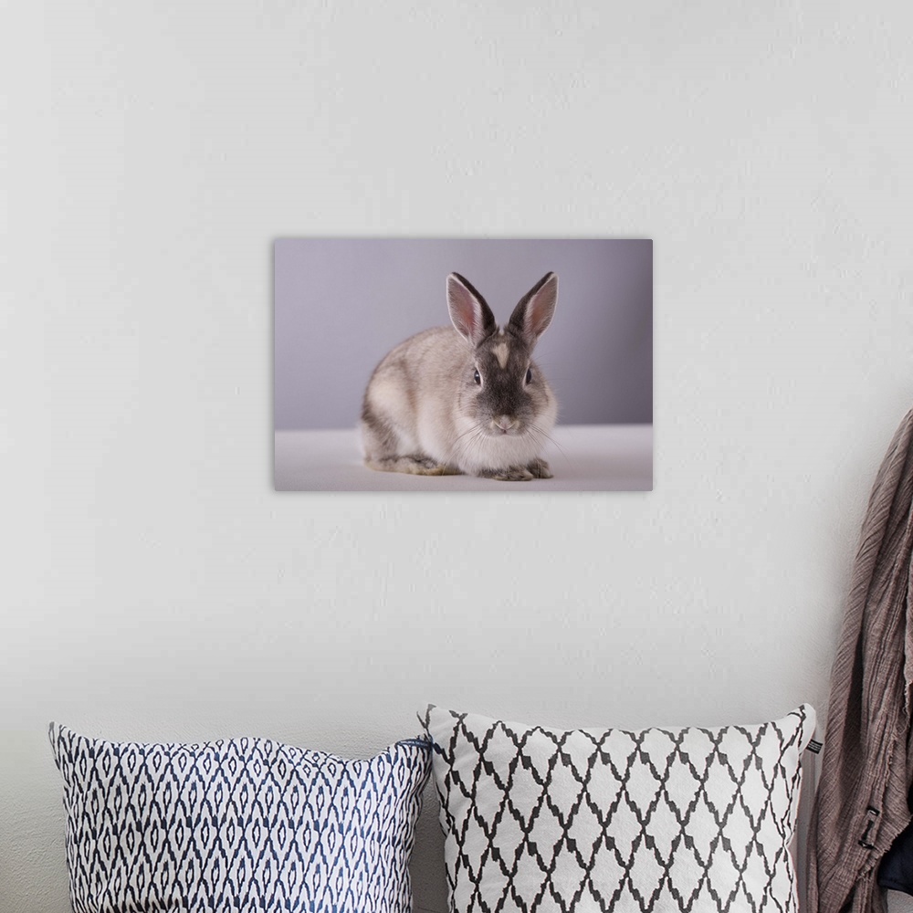 A bohemian room featuring rabbit,simple background,animal,white table,