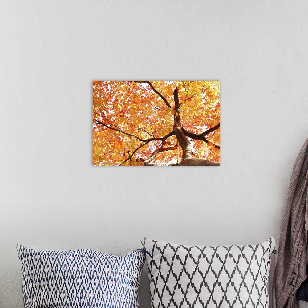 A bohemian room featuring Red autumn maple leaves,maple tree