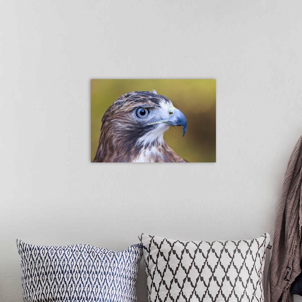 A bohemian room featuring Red-tailed hawk (Buteo jamaicensis) Close-up portrait of our most common Buteo hawk.  Habitat:  w...