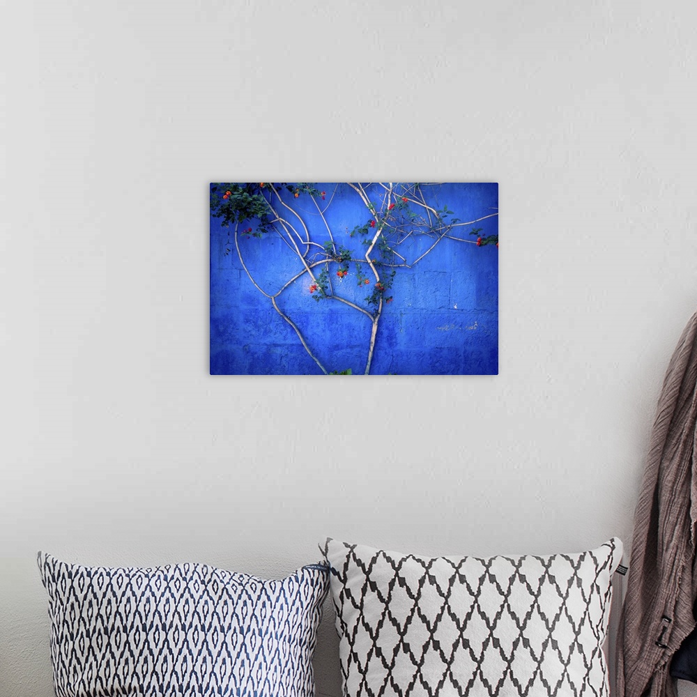 A bohemian room featuring Santa catalina Convent tree with blue wall