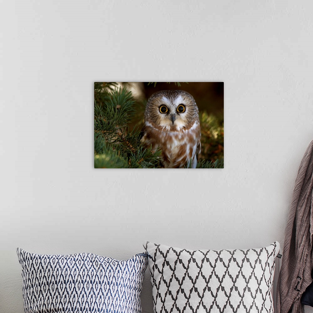A bohemian room featuring Saw-whet owl in pine tree
