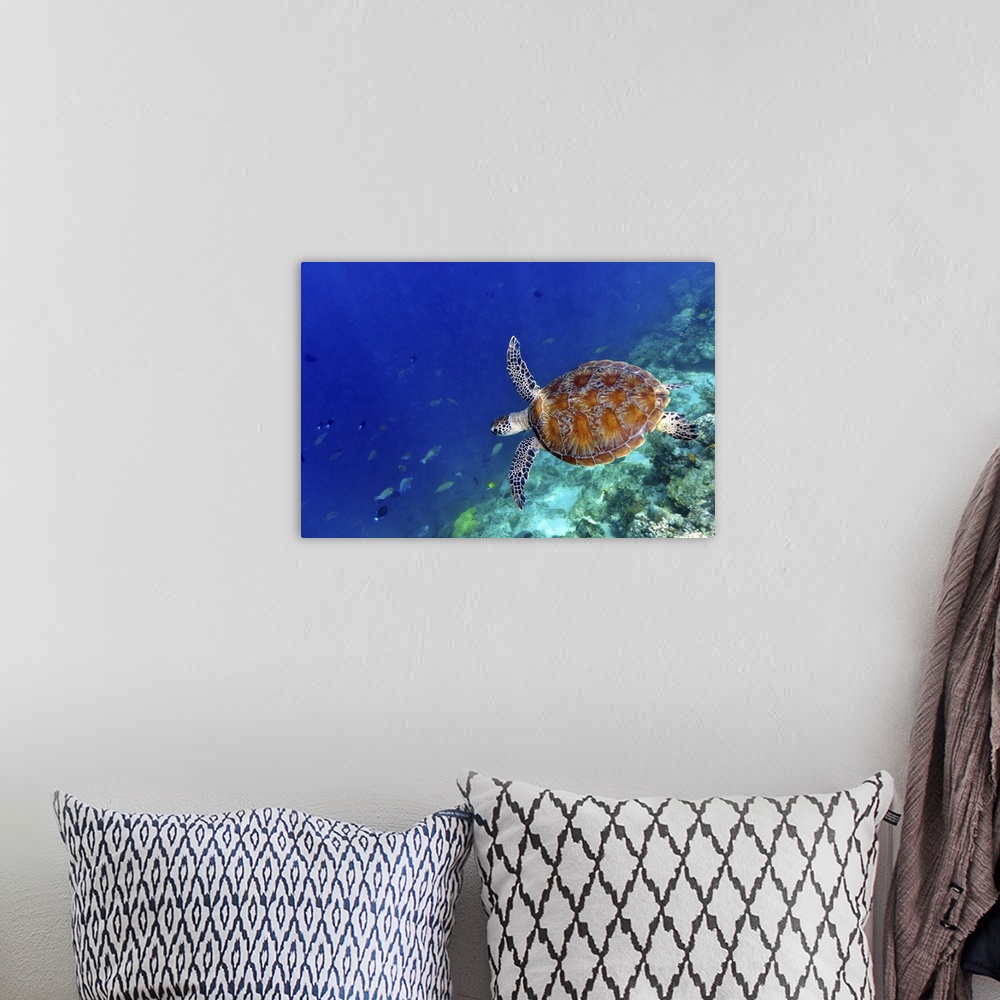 A bohemian room featuring Sea turtle
