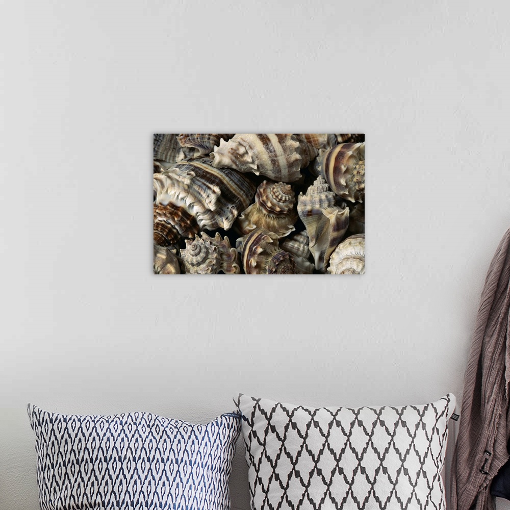 A bohemian room featuring Seashells