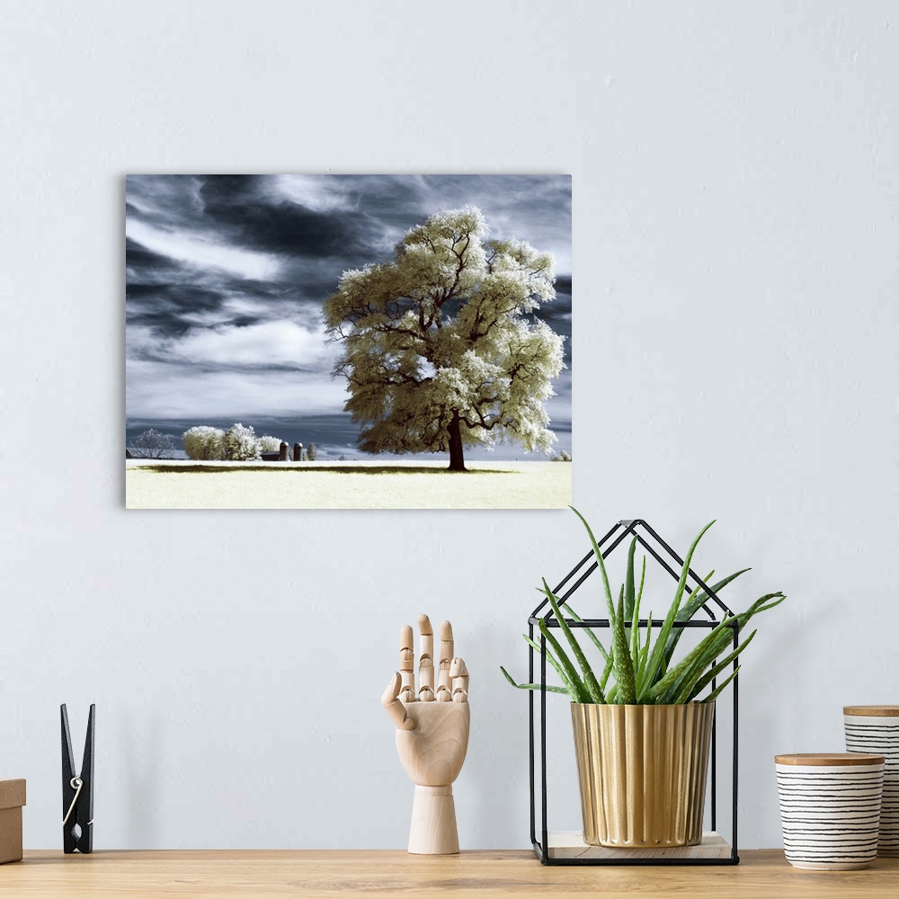 A bohemian room featuring Solitary tree in surreal farm landscape.