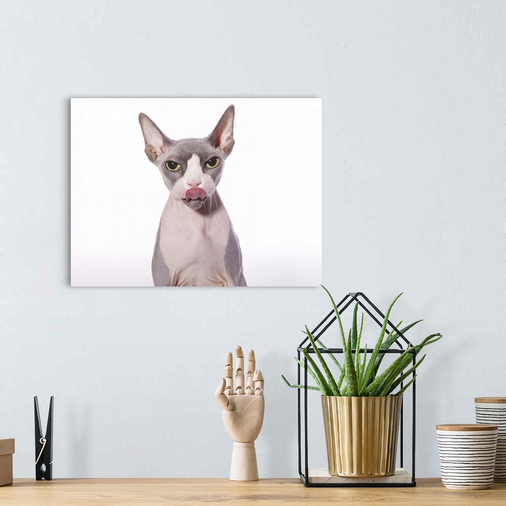 A bohemian room featuring Sphynx Cat with tongue out