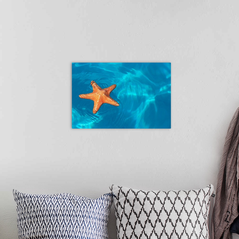 A bohemian room featuring Starfish Floating On The Surface Of The Ocean