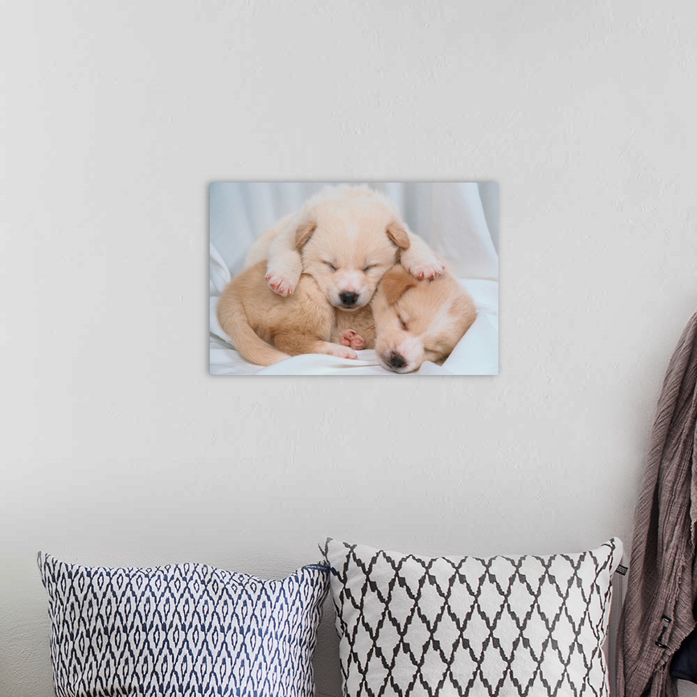 A bohemian room featuring Studio Shot Of Two Puppies Sleeping