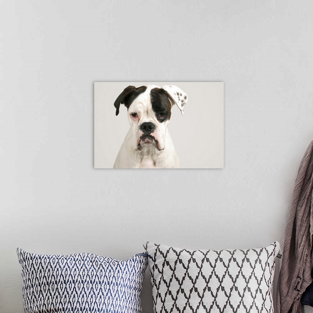 A bohemian room featuring The Boxer look!Portrait of an male brown white boxer.