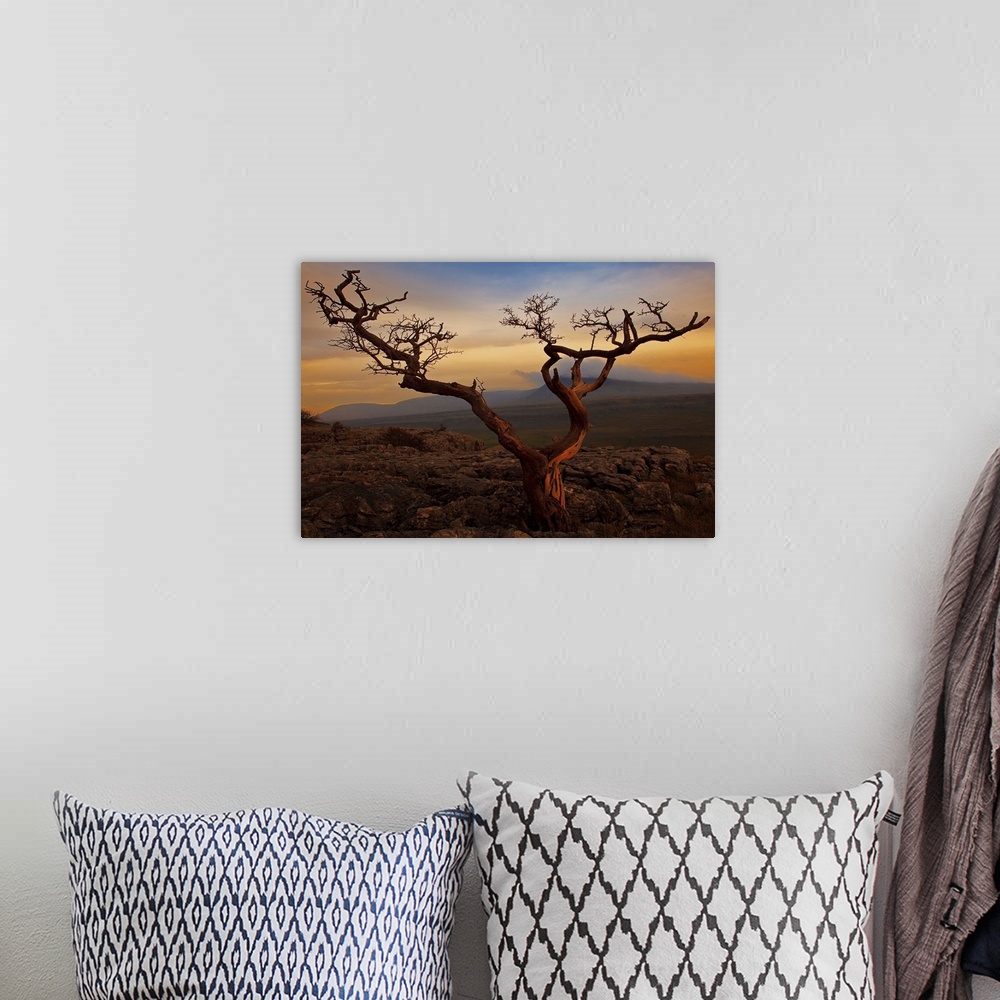 A bohemian room featuring Tree on top of hill of  Yorkshire Dales.