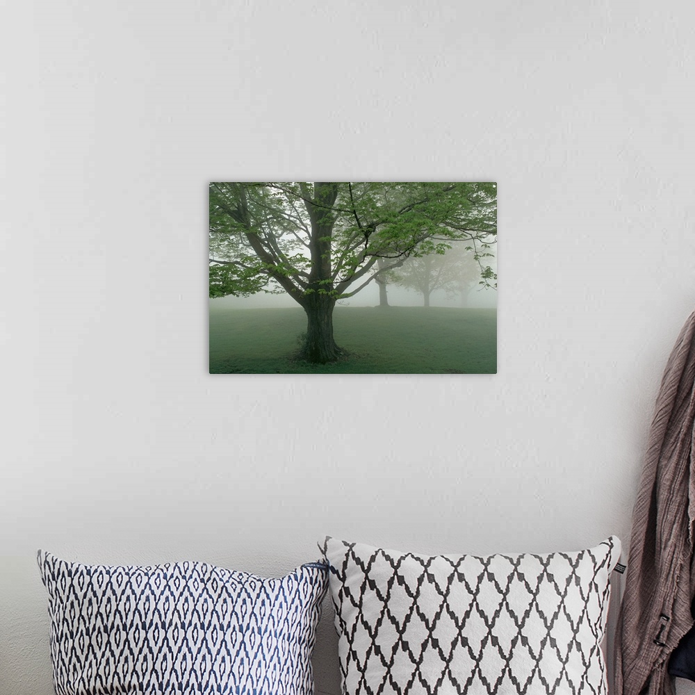 A bohemian room featuring Trees in fog