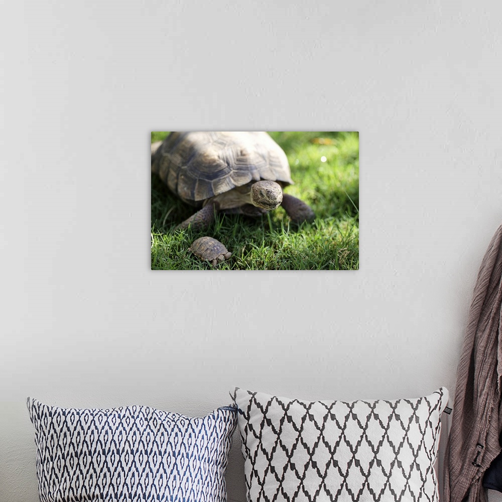 A bohemian room featuring Turtle and tortoise on green grass.