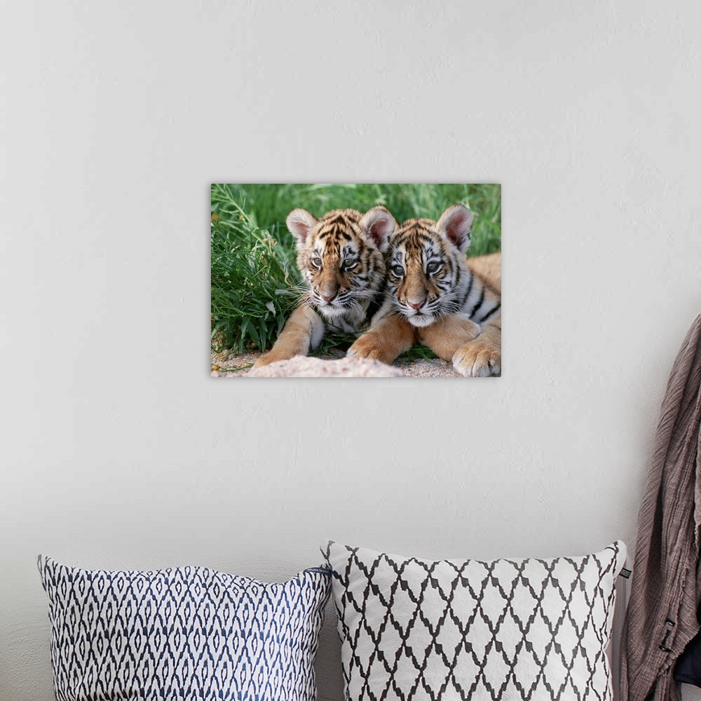 A bohemian room featuring Two Siberian Tiger Cubs