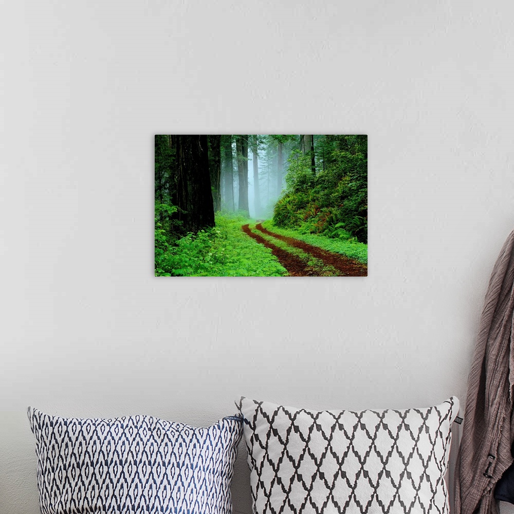 A bohemian room featuring Unpaved Road In Redwoods Forest