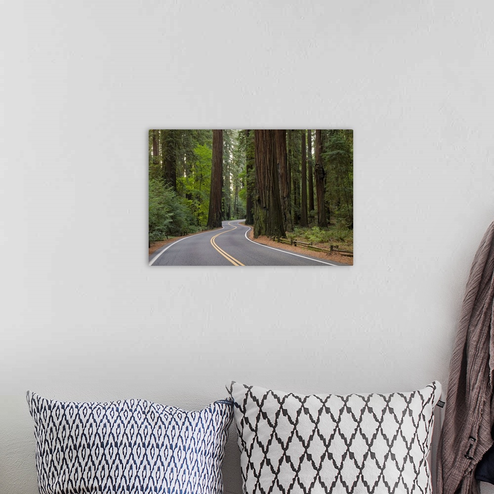 A bohemian room featuring USA, California, road through Redwood forest