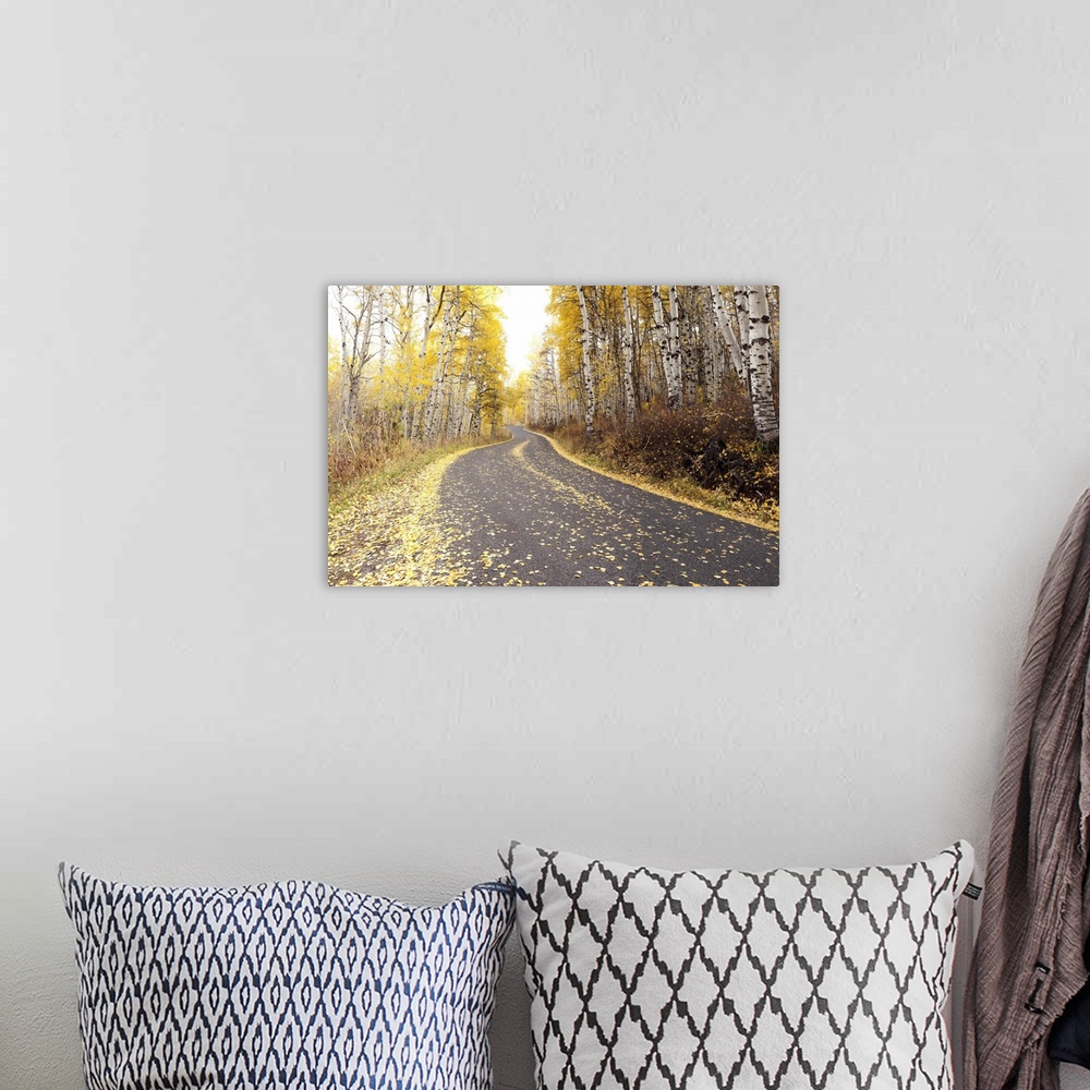 A bohemian room featuring USA, Utah, Road through forest in autumn