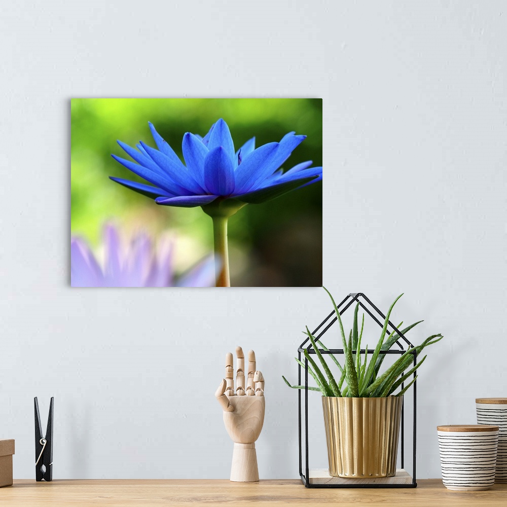 A bohemian room featuring Blue lotus flower with lush green leaves in bokeh background.