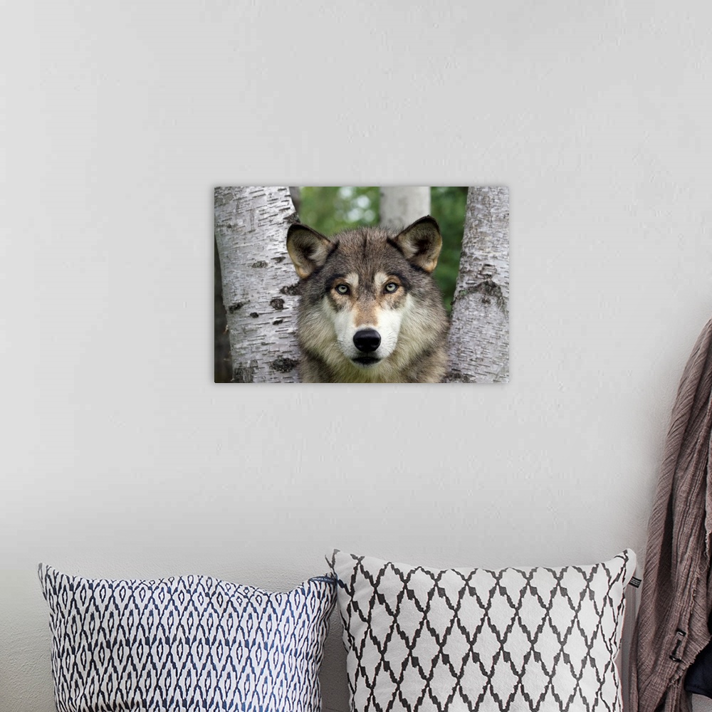 A bohemian room featuring wolf peering through birch tree trunks