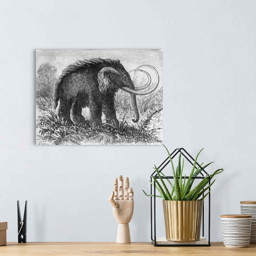 A bohemian room featuring Woolly Mammoth