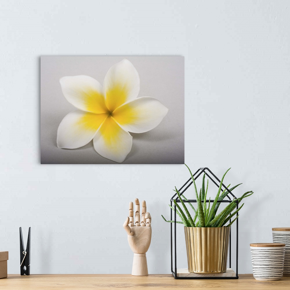 A bohemian room featuring Studio shot of yellow plumeria on white background.