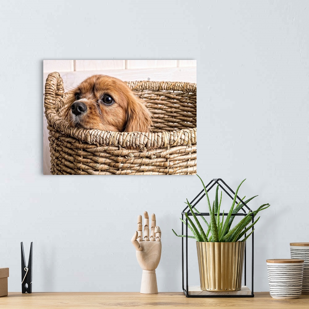A bohemian room featuring King Charles Spaniel puppy.