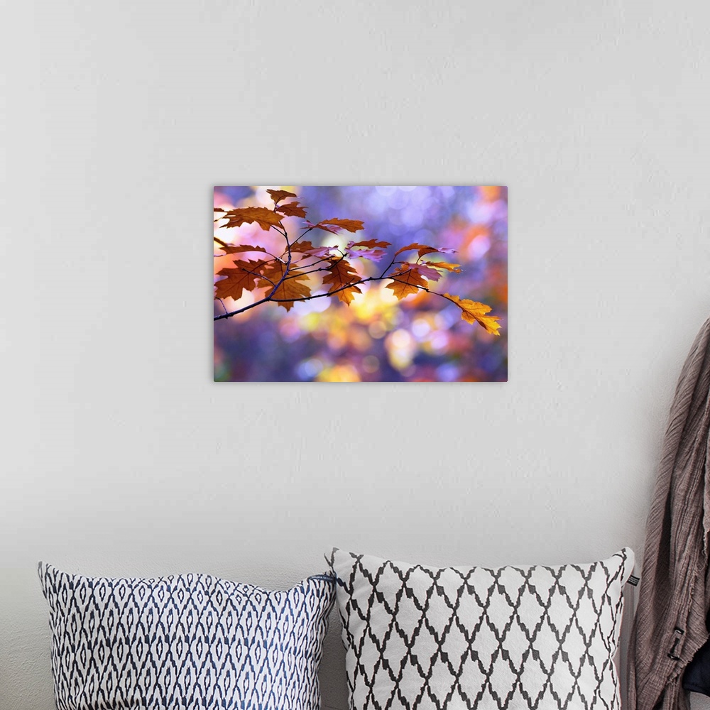 A bohemian room featuring A close up photograph of a branch of golden leaves during fall.