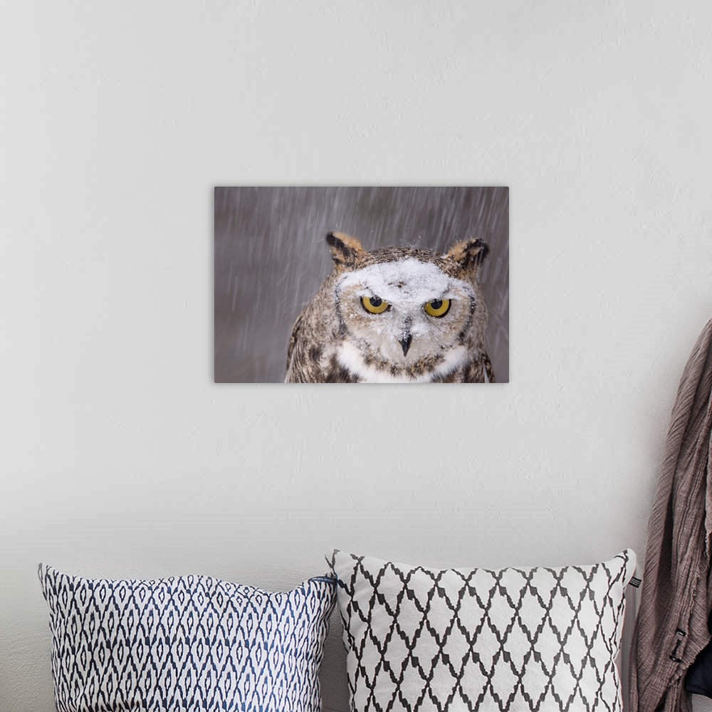 A bohemian room featuring Portraits of Oberon, a captive great horned owl (Bubo virginianus) in the snow at a raptor recove...