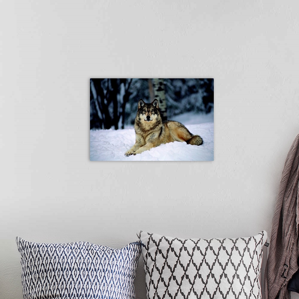 A bohemian room featuring A captive grey wolf, Canis lupus, in the snow.