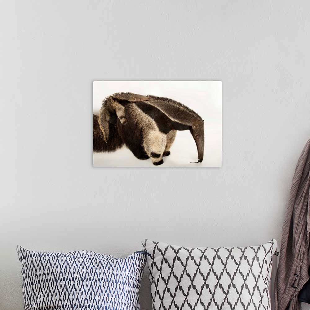 A bohemian room featuring A giant anteater, Myrmecophaga tridactyla, with her pup