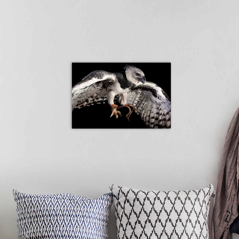 Harpy eagle bird on a white background Royalty Free Vector