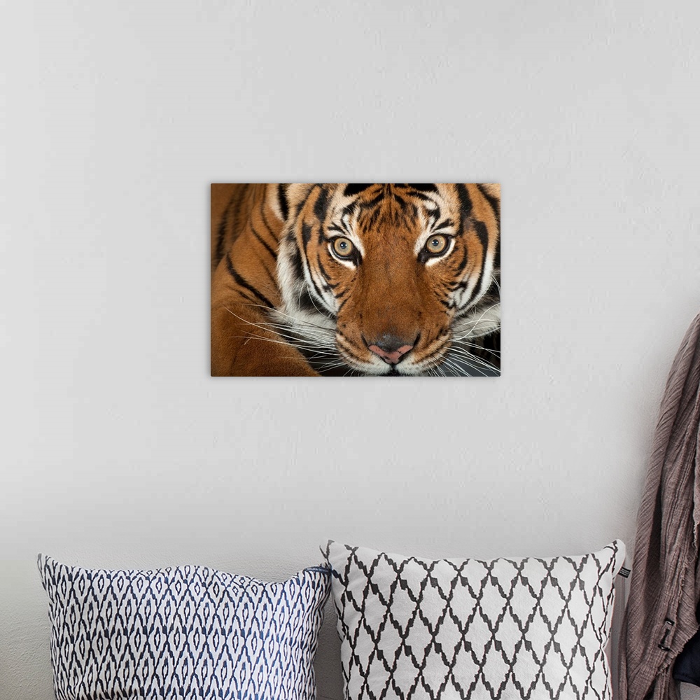 An endangered Malayan tiger, Panthera tigris jacksoni Wall Art, Canvas ...