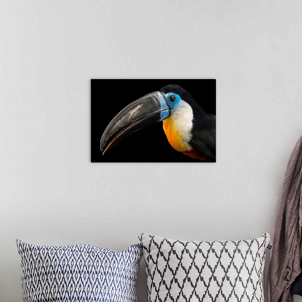A bohemian room featuring Channel billed toucan, Ramphastos vitellinus vitellinus.