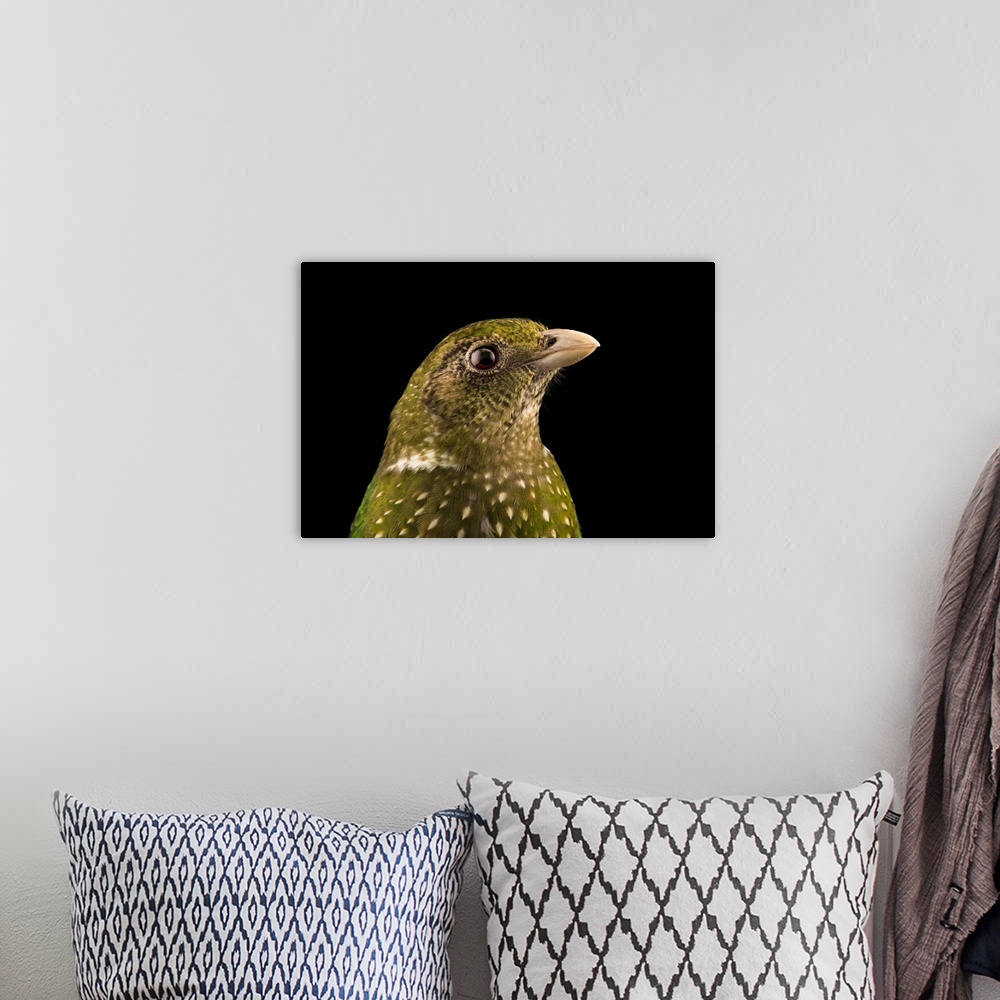 A bohemian room featuring Green catbird, Ailuroedus crassirostris, at Healesville Sanctuary.