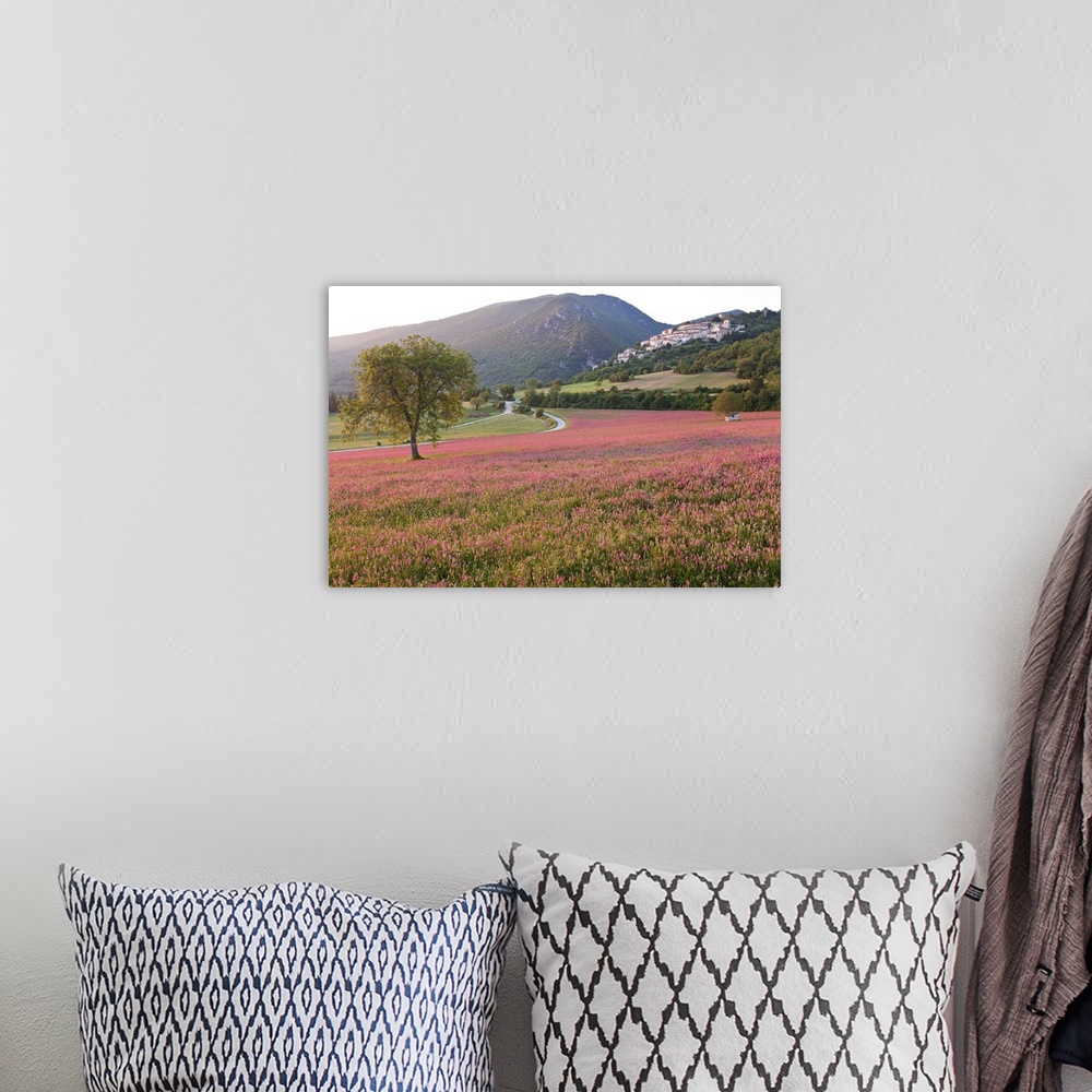 A bohemian room featuring Italy, Umbria, Campi. A field of sainfoin outside the small and ancient village of Campi, near No...