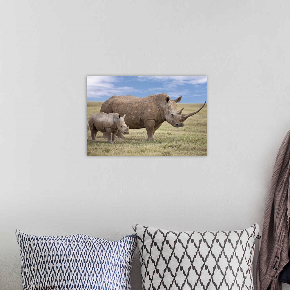 A bohemian room featuring A fine White rhino mother and calf in Solio Game Ranch.