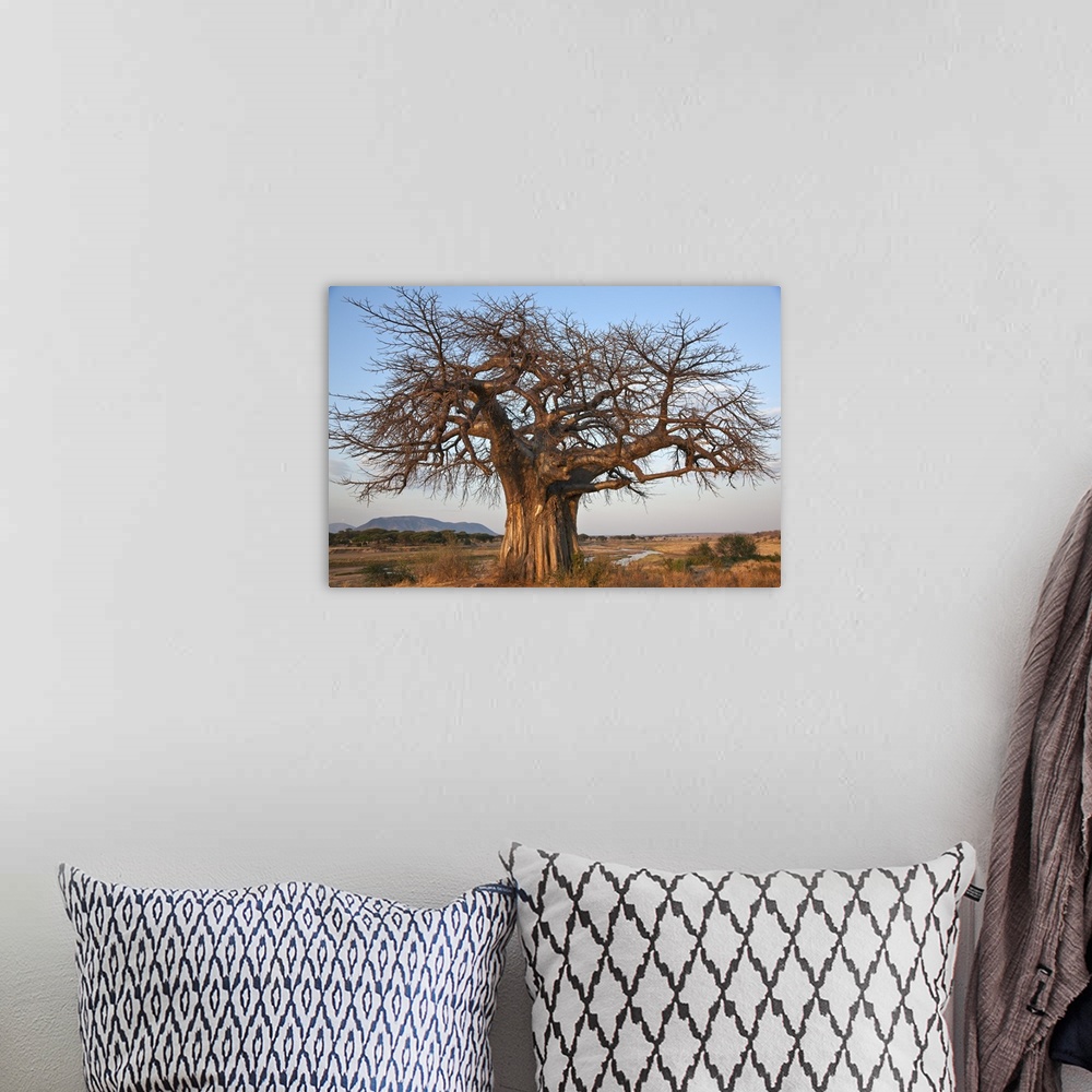 A bohemian room featuring A large Baobab tree growing on the banks of the Great Ruaha River in Ruaha National Park. Elephan...
