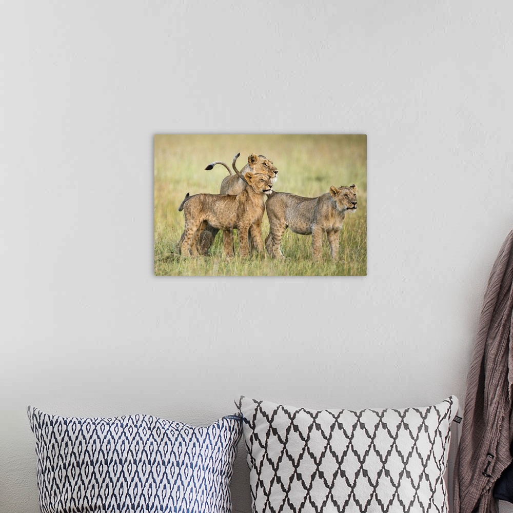 A bohemian room featuring Kenya, Masai Mara, Narok County. A lioness and her two sub-adult cubs on the plains of Masai Mara...
