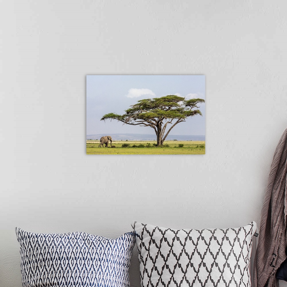 A bohemian room featuring Kenya, Kajiado County, Amboseli National Park. An African elephant approaches a large Acacia tree.