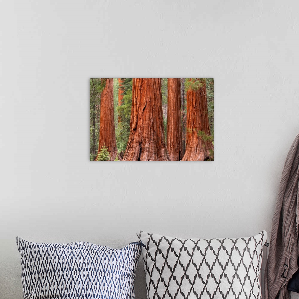 A bohemian room featuring Bachelor and Three Graces Sequoia tress in Mariposa Grove, Yosemite National Park, USA. Spring (J...