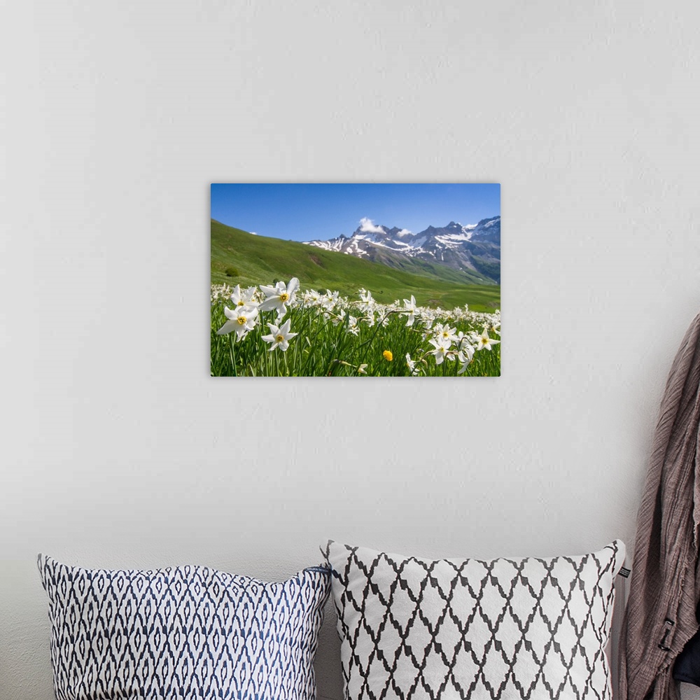 A bohemian room featuring Blooming meadow of Narcissus at col du Lautaret in France.