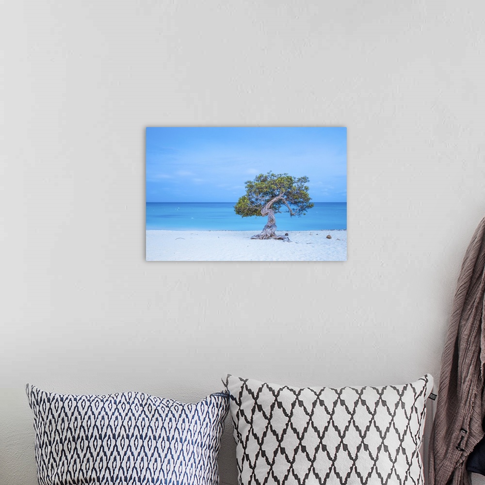 A bohemian room featuring Caribbean, Netherland Antilles, Aruba, Divi Divi Tree on Eagle Beach.
