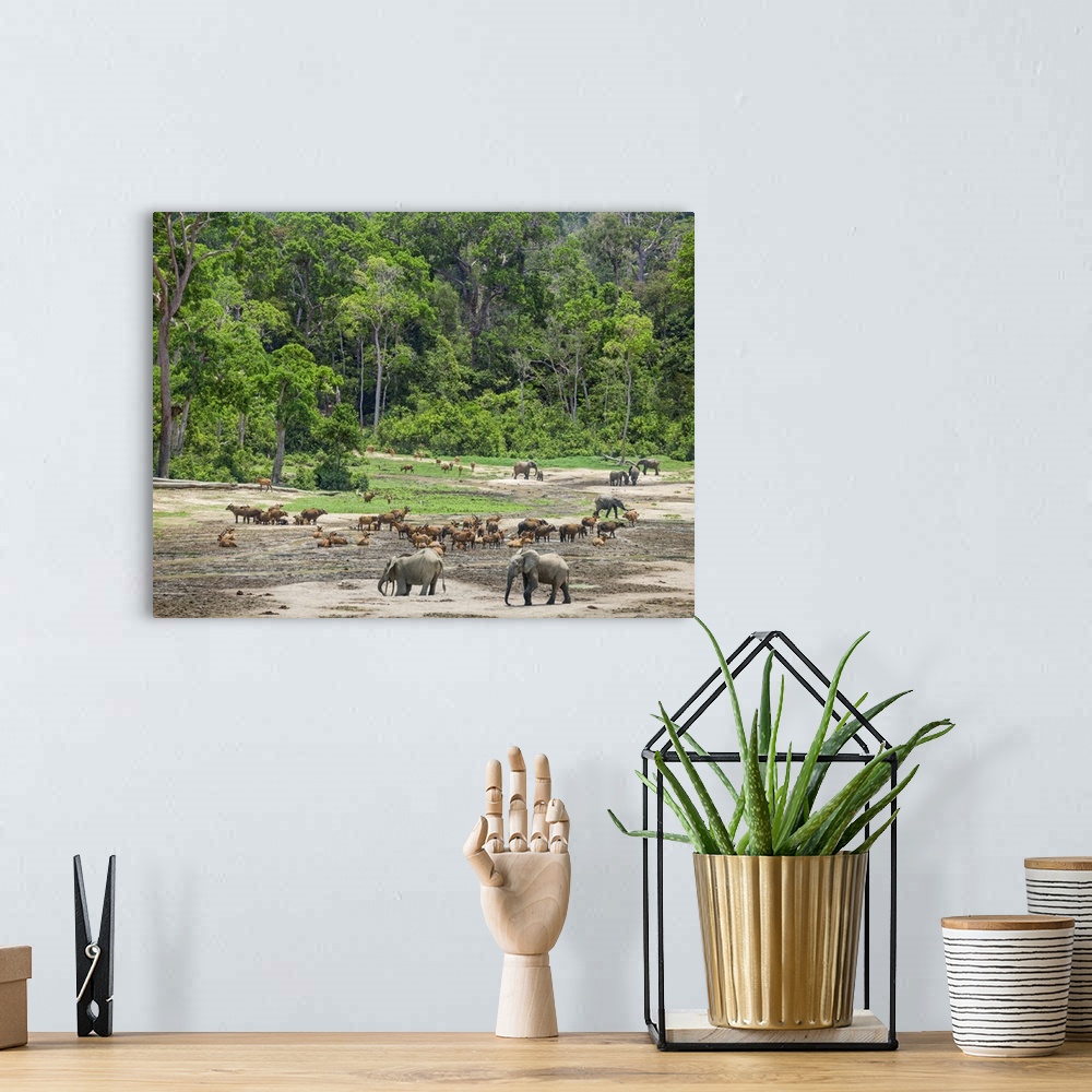 A bohemian room featuring Central African Republic, Dzanga-Ndoki, Dzanga-Bai. A general view of the wildlife spectacle at D...